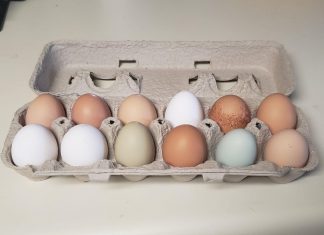 Multicolored eggs in a cardboard egg carton.
