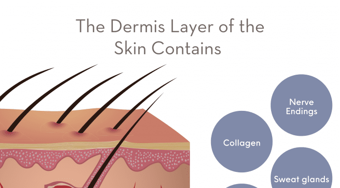A drawing of the skin with hair folicles to demonstrate nerves, collagen, sweat glands, elastin, and sebaceous glands.